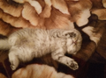 image1516533745976.png