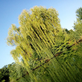 image1564029731298.png