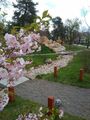 where-sakura-flowering.jpg