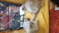 image1569577236456.png
