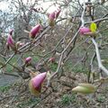 magnolia-in-the-spring.jpg