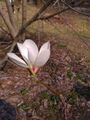 magnolia-in-the-spring.jpg