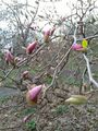 magnolia-in-the-spring.jpg