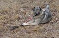 hungry-dog-near-duga.jpg