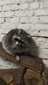image1582555134509.png
