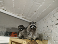 image1582679299977.png