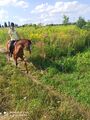 IMG_20200802_173036.jpg