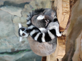 image1603411309320.png