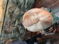 image1603411309320.png