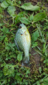 image1632426747088.png