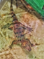 image1633884483531.png