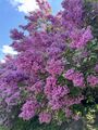 IMG_3300.jpeg
