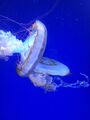 picked_image_7993361560013695763.jpg