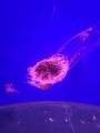 picked_image_7462225464122474773.jpg