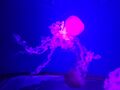picked_image_4412139728548174731.jpg