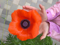 image1527750753406.png