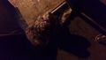 ta-img-20170111-184604.jpg