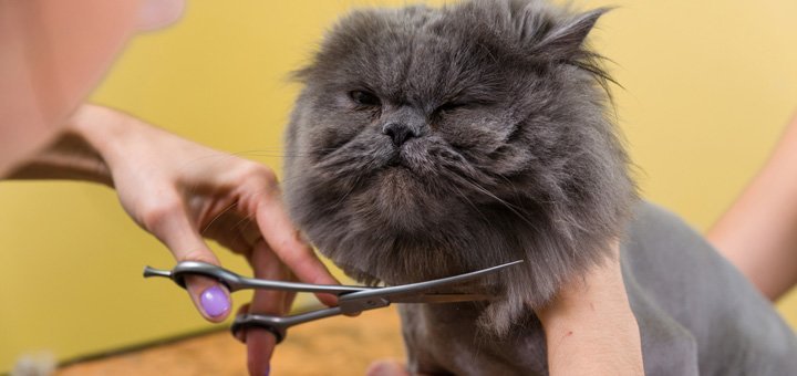 Стрижка кішок в салоні грумінг «пет-клаб» в києві. сплачуйте тріммінг по знижці.