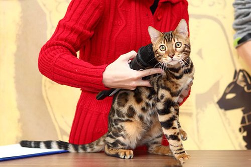Бенгальські кошенята у розпліднику «A-DesaDiamond» в Одесі. Купуйте бенгалів за акцією.8