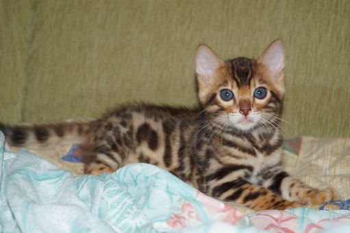 Purebred Bengal kittens in the Odessa cattery ADesaDiamond with delivery across Ukraine. Buy at a discount.31