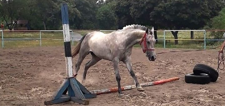 Promotional offer from hayati equestrian club