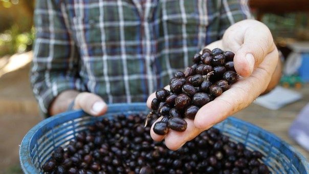 Grain coffee in the coffeexclusive online store. buy on the stock.