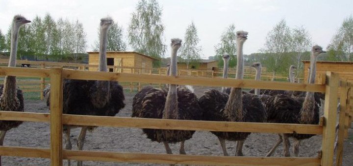 Знижки на блети в ясногорську страусину ферму долина страусів