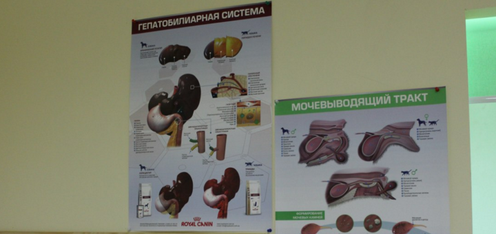 Ветеринарная клиника "Велес" в Киевской области поселок Макаров. Заказать по скидке