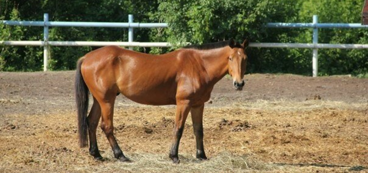 The best horses at the rosinante equestrian club
