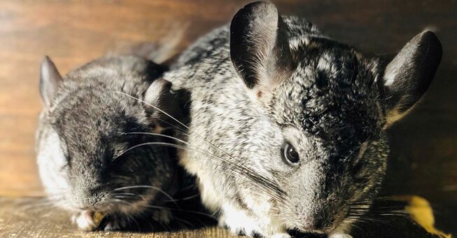 Exhibition of eared in Odessa Brother rabbit