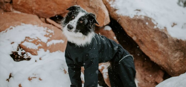 Скидки интернет-магазин «Bark&Go» 