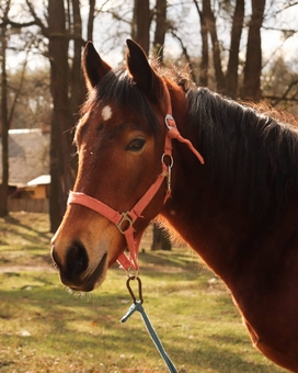 кінний клуб Family_horse_club прогулянки верхом вартість