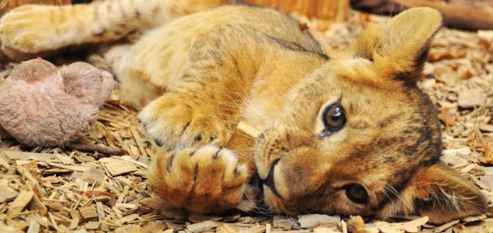 «Animal Park» вчить дружити. Знижка на відвідування