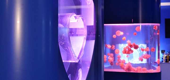 Музей Медуз в Киеве, купить билеты