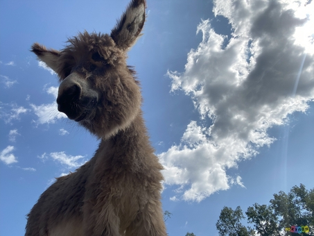 Osloff donkey farm near Kiev, donkey against the sky