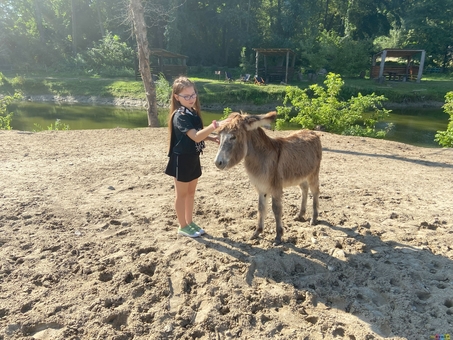 Osloff donkey farm near Kiev, donkey against the sky