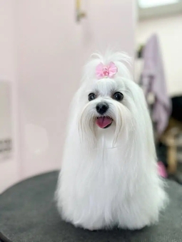 Груминг-салон V.O.G DOG SALON. Посещайте по акции 9
