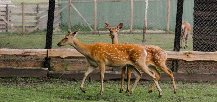 Yasnogorodka Family Ecopark, Zoo