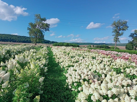 Kazkov Fields Flower Park. Visit for promotion 49