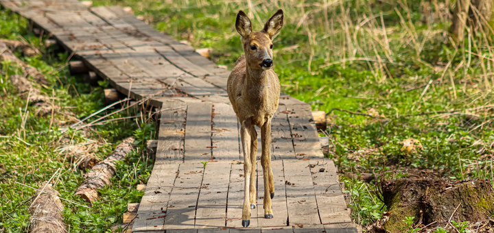 Beremitskoe Nature Park. Visit on special offer 27