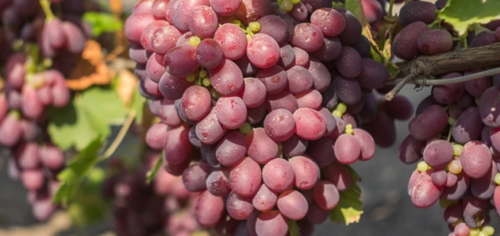 Berezhnyi Winery near Kyiv