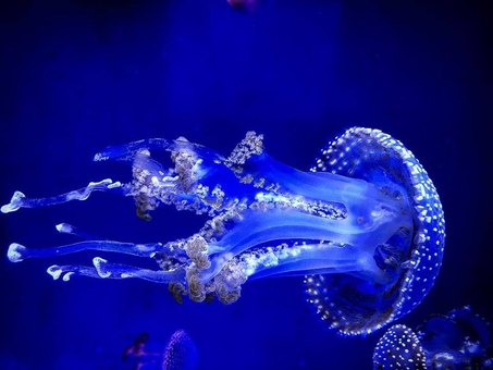 Музей медуз в Киеве. Посещайте по акции 2