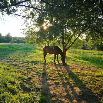 Shenkel Equestrian Club. Visit with a special offer of 9
