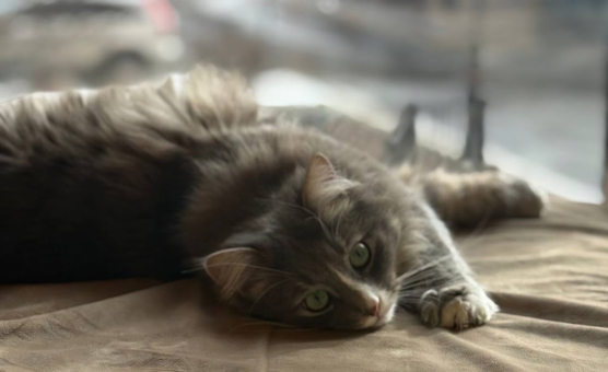 Котокафе Murcota. Посещайте по акции 21