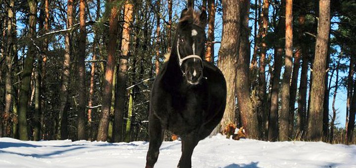 Discounts in the horse yard 3