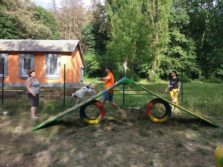 Дресирування собак Київ в центрі для тварин «Дог Сіті». Записуйтеся до кінолога акцією.