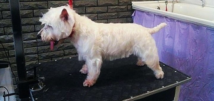 Dog grooming and grooming at GaVik Animal Services. Discount grooming