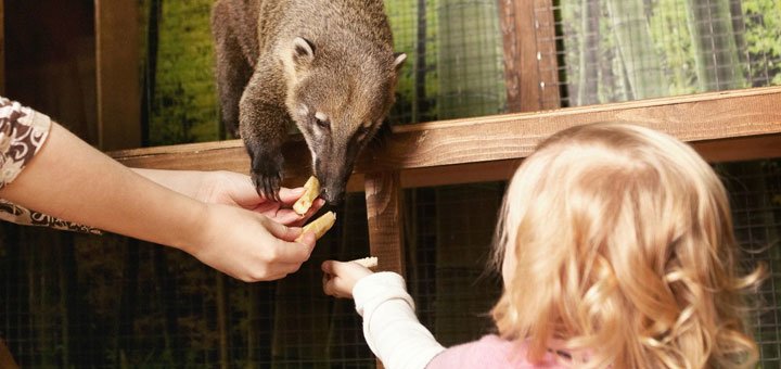 Visitors have a great opportunity in the zoo "Country Raccoon" not only to watch the pastime of cute animals, but also to hold them in their arms, feed them and just pet them