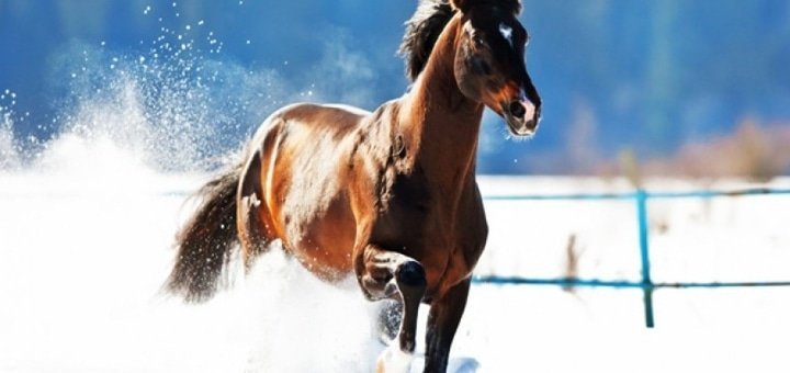 https://cdn1.pokupon.ua/uploaded/new_campaign_pictures/229533/data/main720x340/7206612345.jpg?1482160243