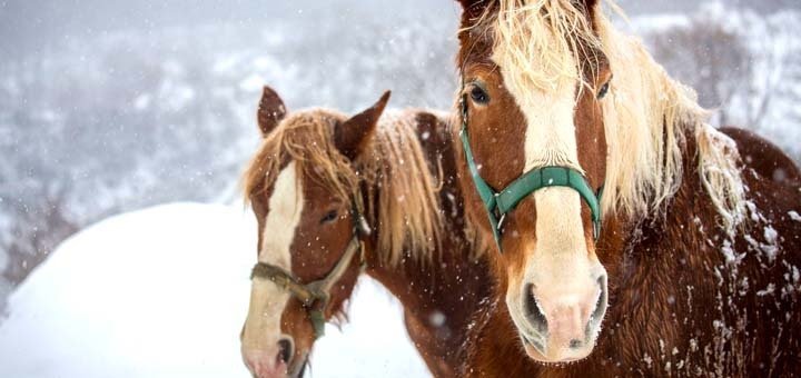 https://cdn1.pokupon.ua/uploaded/new_campaign_pictures/230874/data/main720x340/4.jpg?1482167313
